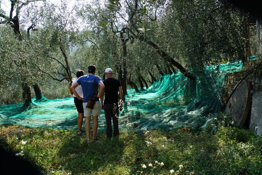 Oliven sammeln und Alptaste Besichtigung in Solo Taggiasca